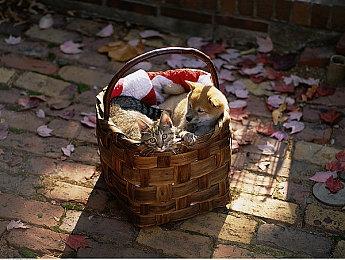 被游戏商店钉坏的Switch 2公开拍卖 出价突破20万美元